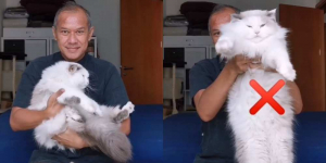 Viral Pria Ini Bagikan Tips Cara mengendong Kucing yang Aman dan Benar, Sepele tapi Penting Gaes! 