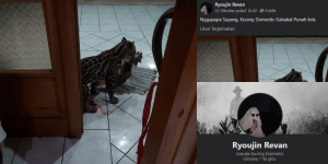 Fakta Viral Kucing Milik Ryoujin Revan Bunuh Kucing Domestik, Disorot Netizen Twitter
