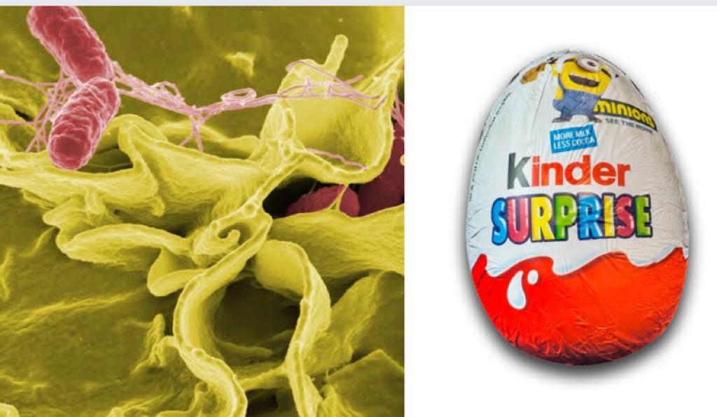 Apa Itu Wabah Salmonella, Penjelasan Tentang Keracunan Anak dari Telur Kinder Surpise Gaes!