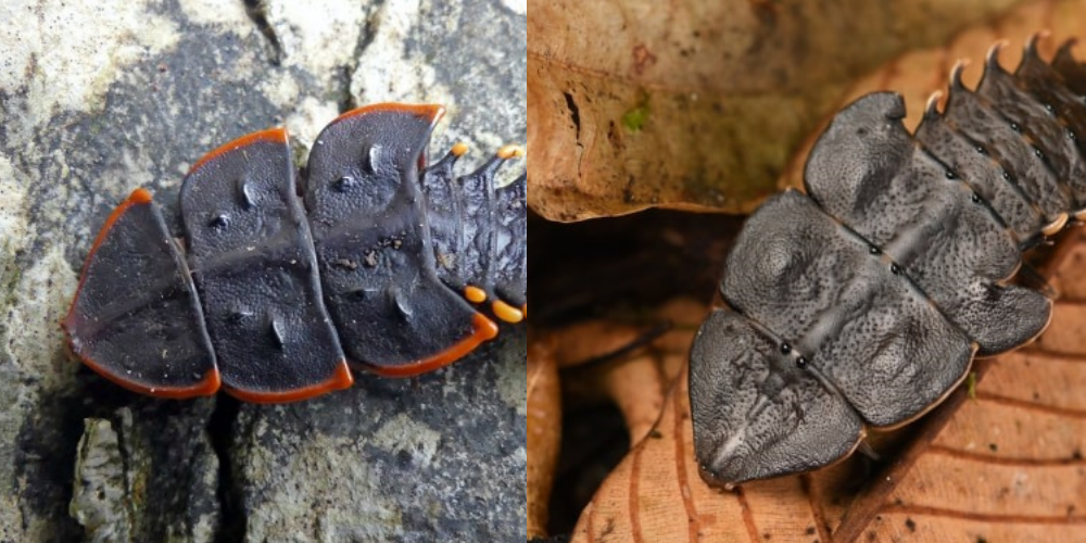 Wadidaw, Serangga Purba Megalitik Ditemukan di Gunung Salah, Bentuknya Bikin Merinding