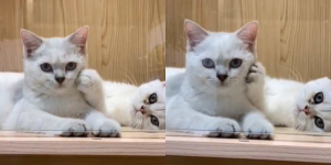 Viral Video Kucing Elus-Elus Pipi Kawannya, Gemas Banget Gaes