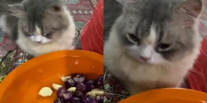 Viral Video Kucing Nangis saat Melihat Majikannya Mengupas Bawang, Bikin Lucu Gaes