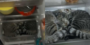 Unik Banget, Dua Kucing Ini Punya Hobi Tidur Dalam Kulkas