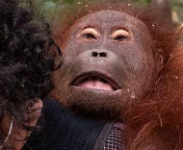 Terpapar Asap Karhutla, Orangutan Jantan Ditemukan Lemas di Kebun Sawit Ketapang