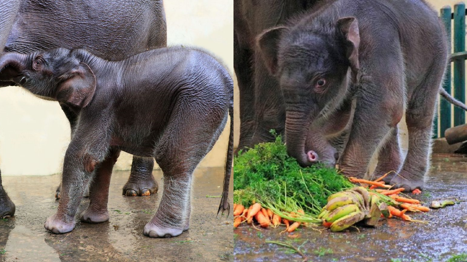 Viral Bayi Gajah Diberi Nama COVID karena Ini, Kayak Apa?