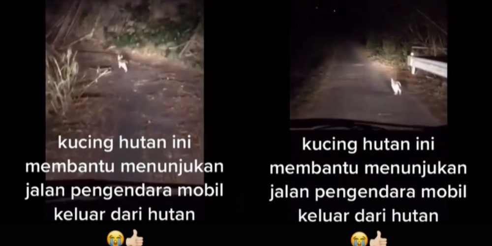 Viral Kucing Bantu Pemobil yang Tersesat Keluar Hutan, Bikin Kangum Gaes