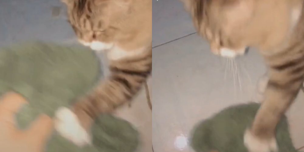 Viral Kucing Marah Boneka Kesayangannya Disiksa, Gemas Banget Gaes