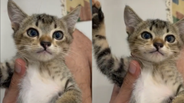 Viral Kucing TikTok Tunjuk Tangan saat Dimarahi, Gemas Abis