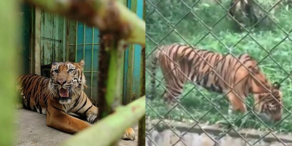 Viral Potret Kurus Harimau di Kebun Binatang Medan, Kelaparan Hingga Makan Rumput