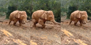 Viral Video Menyedihkan Gajah Diperbudak Manusia, Disuruh Tarik Batang Pohon Gaes!
