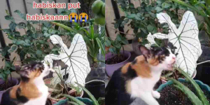 Viral Kucing Nyemil Daun Keladi, Netizen: Khawatir Keracuan 