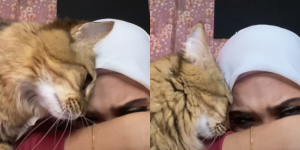 Viral Wanita Ini Pura-pura Sedih, Reaksi Kucingnya Bikin Gemas