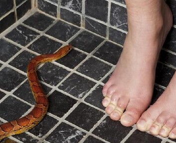 Karhutla Bikin Ular Masuk Rumah, Benarkah Garam Bisa Mengusirnya?