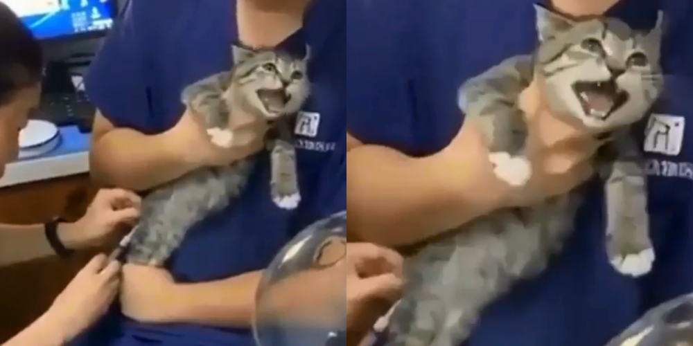 Viral, Seekor Kucing Teriak Histeris saat Disuntik, Bikin Netizen Gemas Sekaligus Kasihan