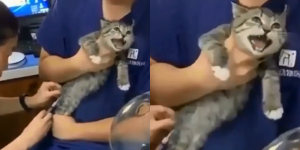Viral, Seekor Kucing Teriak Histeris saat Disuntik, Bikin Netizen Gemas Sekaligus Kasihan